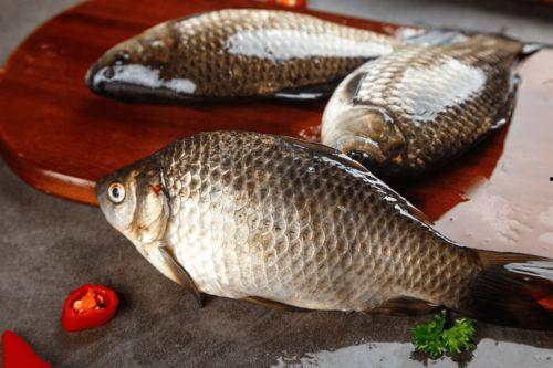 鲫鱼会吃小瓜吗视频讲解