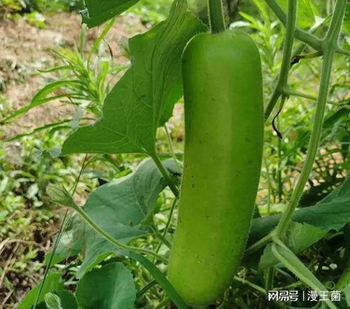 瓠子瓜怎么样吃最好视频,视频教你最佳食用技巧