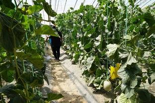 晨曦的吃瓜视频,揭秘娱乐圈幕后故事