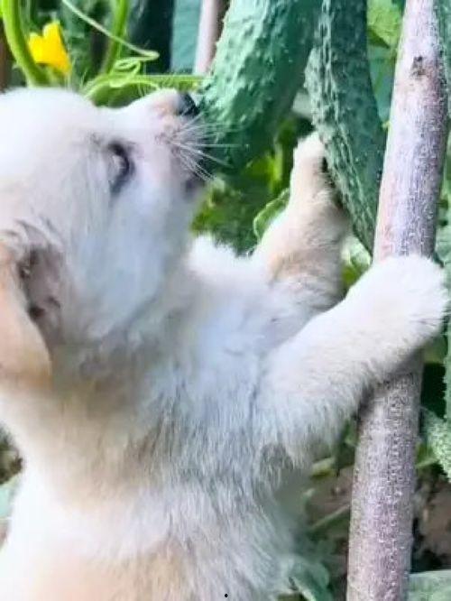 播放狗吃瓜搞笑视频,萌态可掬笑翻众人