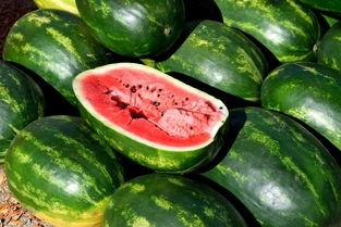 抓鱼吃瓜视频素材高清,揭秘水下生态奇观