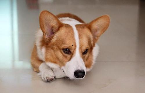 柯基犬吃哈密瓜视频,萌态十足引网友爆笑