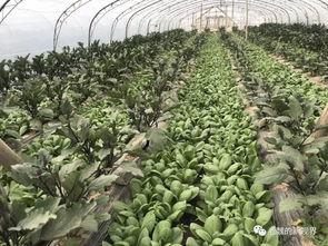 老魏瓜如何吃才好吃视频,视频教你如何吃出最佳口感