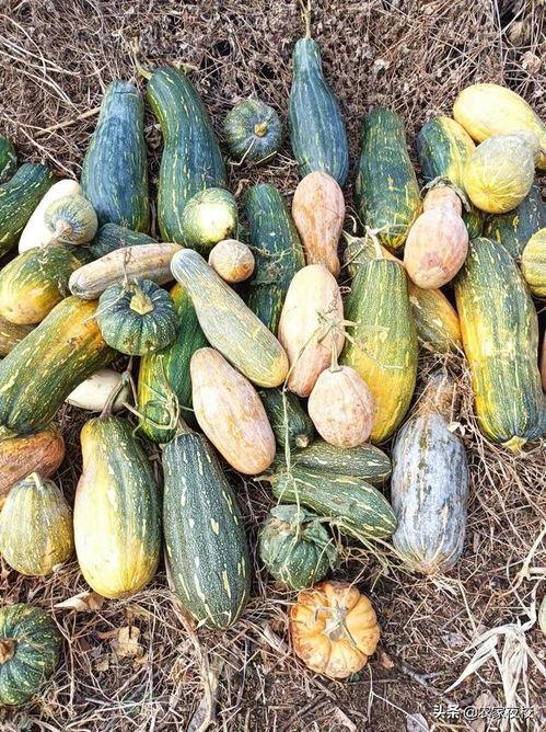 多种吃瓜的视频大全集,笑料百出，揭秘娱乐圈幕后故事