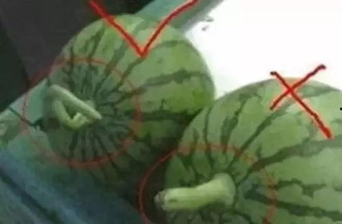 怎么给别人做瓜吃视频,教你如何制作分享美味瓜果视频