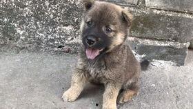 瓠瓜狗狗可以吃吗视频,宠物营养新选择