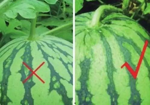 男子买沙瓤瓜给女友吃视频,男子买沙瓤瓜为女友解暑，温馨画面感动网友