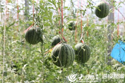 康县吃瓜事件视频最新,视频揭露惊人真相，网友热议不断