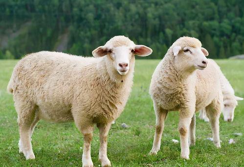 羊可以吃玉瓜吗视频,揭秘羊能否享用玉瓜美味