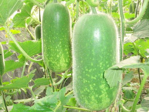 吃瓜好累有瓜子吗视频,揭秘“有瓜子吗”视频的魅力