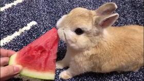 兔子吃小瓜视频教程,兔子吃小瓜视频教程，养兔新手必看